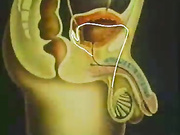 陆小凤精品原创帖子系列之@卫生部性教育内部测试版(真人版) 科普片3